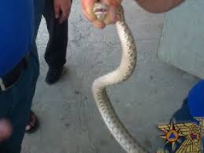 Ոսկեվազի տներից մեկում օձ է հայտնաբերվել