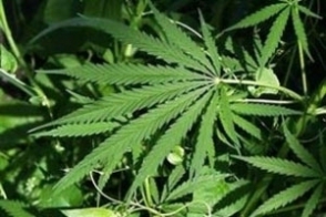 Կանեփ է քաղել