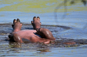 В ЮАР заметили загорающего на спине бегемота (фото)