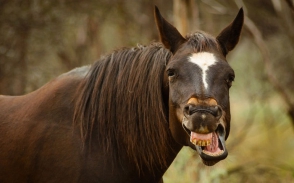 «The Comedy Wildlife» մրցանակաբաշխության ամենաստացված և զվարճալի լուսանկարները (ֆոտոշարք)