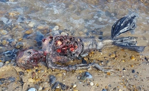 Տղամարդը «մեռած ջրահարսի» մնացորդներ է գտել (լուսանկար, տեսանյութ)