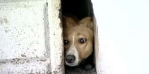 Խաբարովսկում փրկարարներն ազատել են 3 տարի առաջ զնդանված շանը
