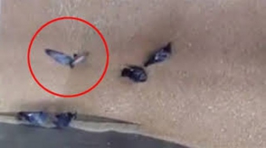 Հացի գործարանում աղավնիները կլանվել են  հացահատկի հետ