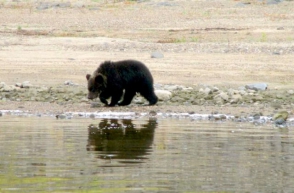 Լուսանկարիչը պատկերել է սիբիրյան արջի բաժանումն իր ձագուկներից (լուսանկարներ)