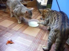 2 кота вежливо борются за молоко