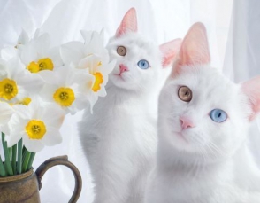 Անհնար է անտարբեր մնալ այս կատուների հանդեպ (ֆոտոշարք)