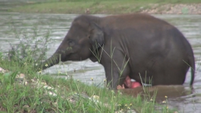 Слоненок бросился спасать своего дрессировщика из бурной реки