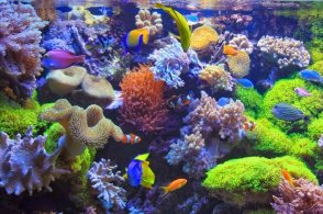 Ջրային կենդանիներ և բույսեր էր ապօրինի արդյունահանել