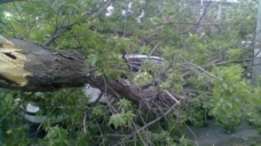 «Հաղարծին» վանքի ավտոճանապարհին ծառ է կոտրվել և ընկել