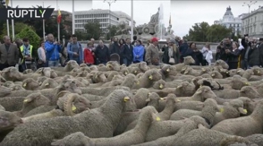 Հազարավոր ոչխարներ զբոսնել են Մադրիդում