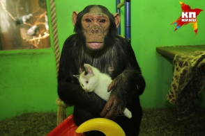В Сибири шимпанзе усыновила бездомного котенка (фото, видео)