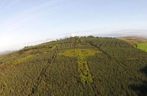 Ирландии обнаружен огромный кельтский крест из деревьев (фото)