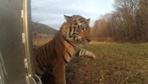 Тигра, съевшего корову в Приморье, отпустили на свободу (видео)