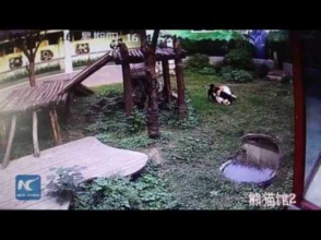 В Китае панда напала на посетителя зоопарка