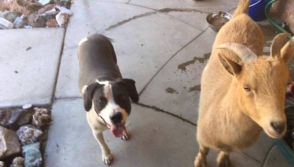 Այծն ու շունը՝ հավետ ընկերներ. Լոս Անջելեսի փողոցներով անսովոր զույգ է շրջում