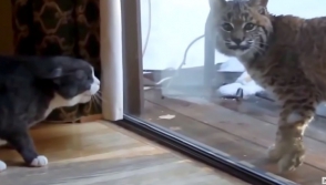 Լուսանի՝ տնային կատվին ահաբեկելու տեսանյութը մեծաթիվ դիտումներ է հավաքել