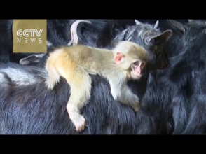 В Китае детеныш обезьяны поселился с козами