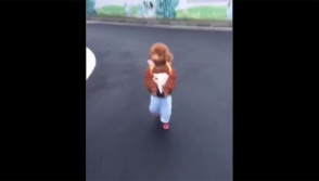 Չինաստանում հետևի ոտքերին կանգնած պուդելն աշակերտ է ձևացել