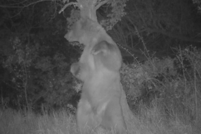 Ինչպես է «Խոսրովի անտառ» արգելոցում գորշ արջը «պարում» (տեսանյութ)