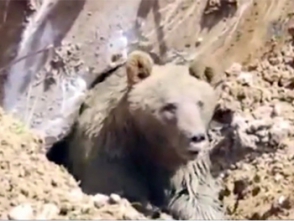 Турецкие строители напугали медведя (видео)