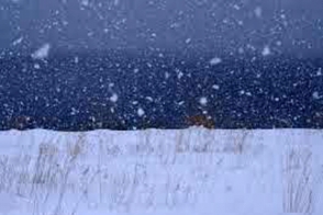 Վարդենյաց լեռնանցքում բուք է