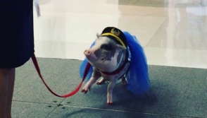 На работу в аэропорт Сан-Франциско взяли свинку (видео)