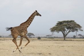 Жирафов признали животными, находящимися на грани исчезновения