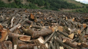 Ապօրինի ծառահատման մեղադրանքով