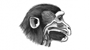 Կենսաբաններ. «Մակակաները կկարողանային խոսել, եթե ավելի զարգացած ուղեղ ունենային»