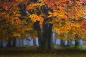 Նիդեռլանդների հեքիաթային անտառները՝ ֆոտոշարքով