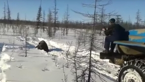В Якутии вахтовики раздавили медведя «Уралами» (видео)