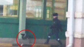 ՌԴ սահմանին անձնագիր գողացած ագռավը հայտնվել է տեսանյութում