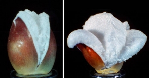 Ինչպես են պայթում եգիպտացորենի հատիկները