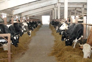 Անասնագողությունը, ականները և ընտրությունները