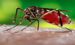 Բրազիլիայում 47 մարդ դեղին տենդի զոհ է դարձել