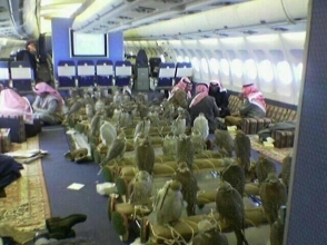 Սաուդյան արքայազնն ինքնաթիռի տոմս է գնել 80 բազեի համար (լուսանկար, տեսանյութ)