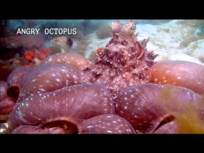 Դժգոհ ութոտնուկը փորձել է վախեցնել օպերատորին (տեսանյութ)