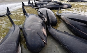 В Новой Зеландии сотни черных дельфинов выбросились на берег (видео)
