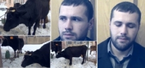 Թաիրով գյուղից փորձել էր կովեր գողանալ