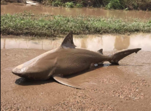 Փոթորկից հետո Քվինսլենդի ճանապարհներին շնաձուկ է հայտնվել (լուսանկարներ, տեսանյութ)