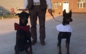 Ադրբեջանցի գործարարն իր դոբերմանների համար հարսանիք է արել