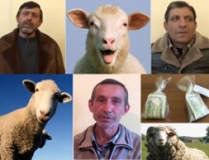 Նոր հանցադրվագներ կեղծ փողերով գառ ու ոչխար ձեռք բերած եռյակի գործունեությունից