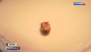 Несмотря на холод, клещи активно атакуют россиян