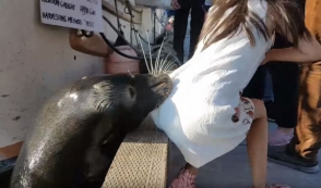 В Канаде морской лев утащил девочку в воду
