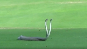 Գոլֆի դաշտում թունավոր օձերն «իրար միս են կերել»