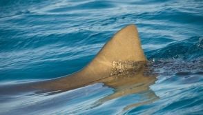 В Австралии 3-метровая акула запрыгнула в рыбацкую лодку