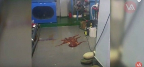 Из океанариума во Владивостоке сбежал 12-килограммовый осьминог (видео)