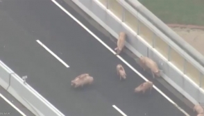 В Японии из-за сбежавших свиней перекрыли трассу