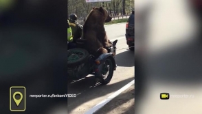 Байкеры прокатили медведя на мотоцикле по Сыктывкару