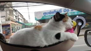 Видео с котом в гамаке набрало около 10 млн просмотров (видео)